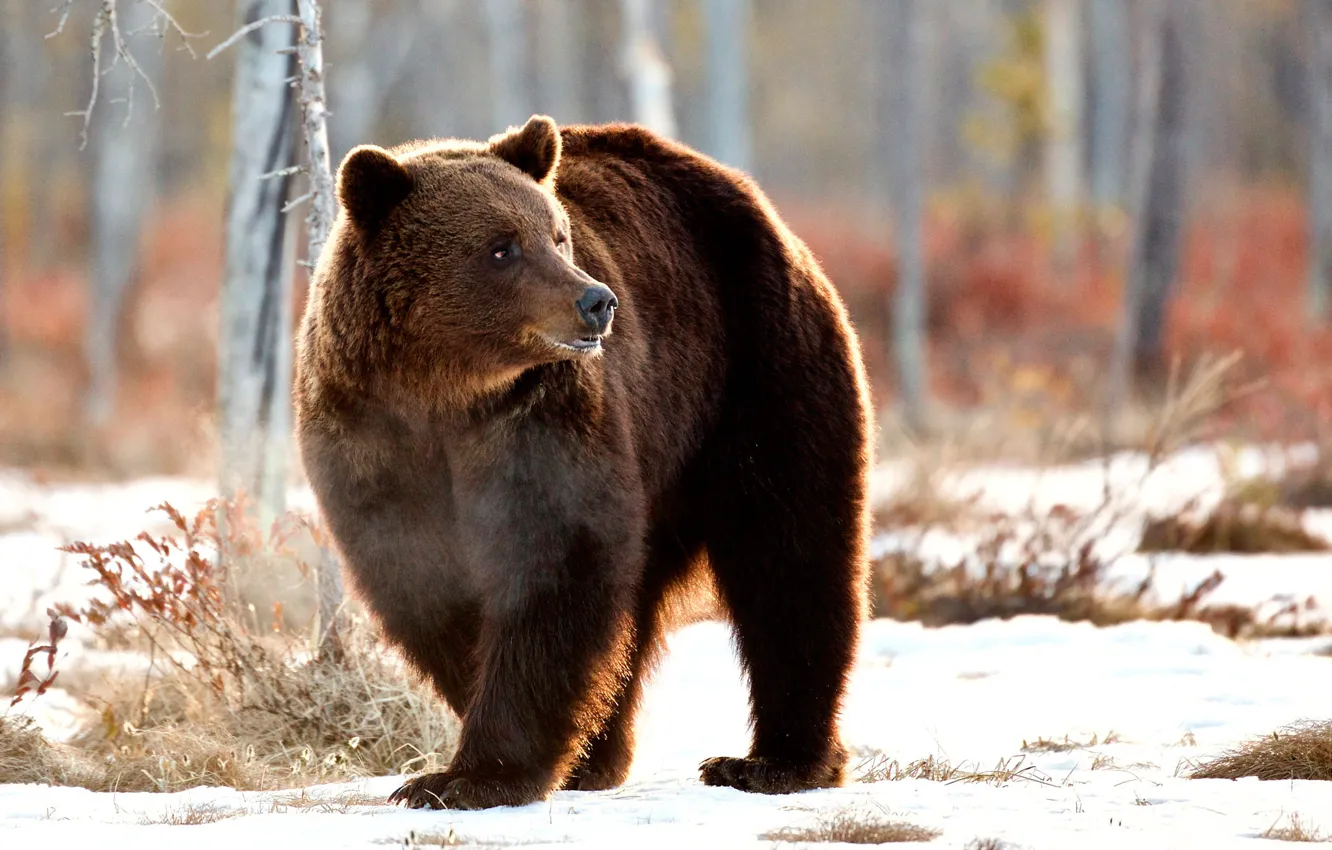 Photo wallpaper winter, forest, grass, snow, trees, bear, brown