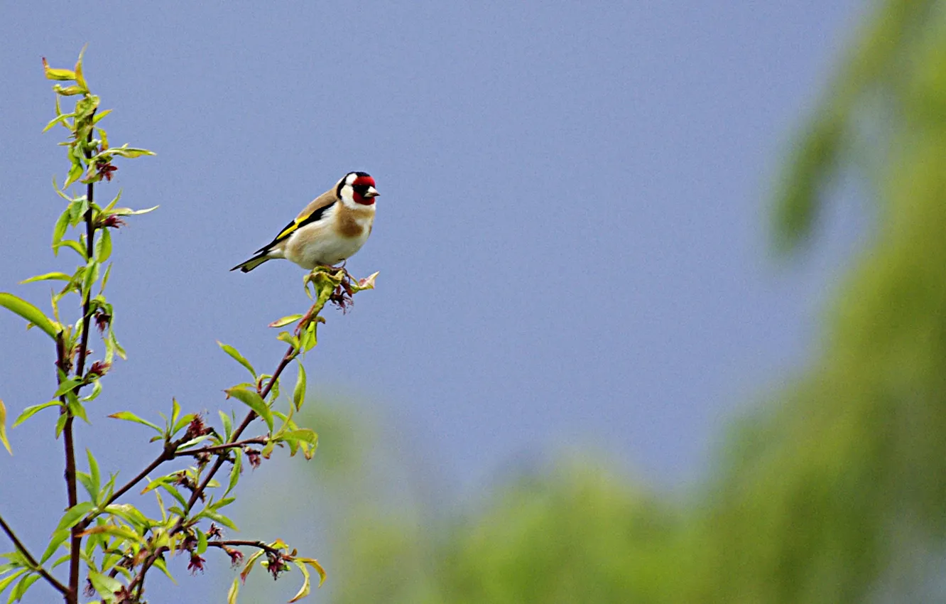 Photo wallpaper animals, birds, goldfinch