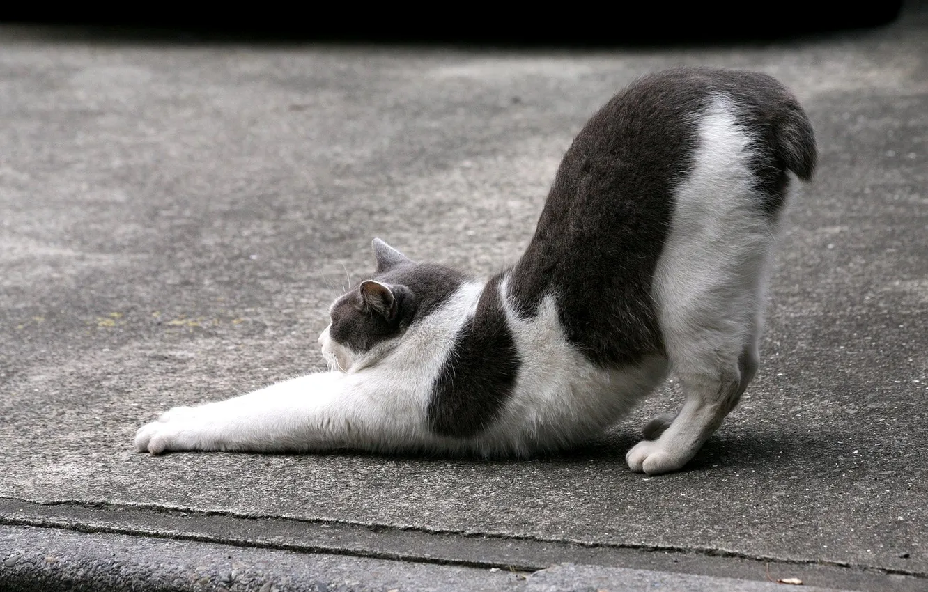 Photo wallpaper cat, spot, warm-up