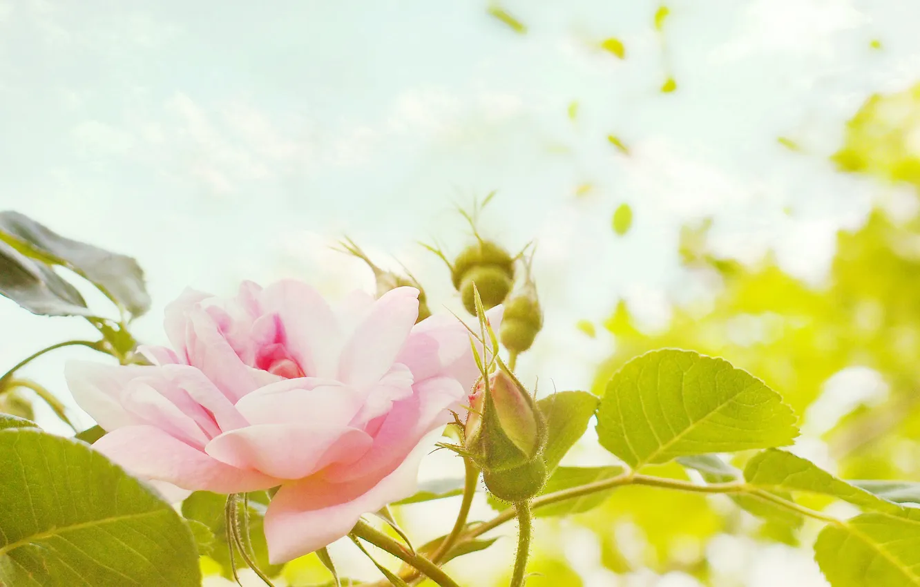 Photo wallpaper flowers, roses, petals