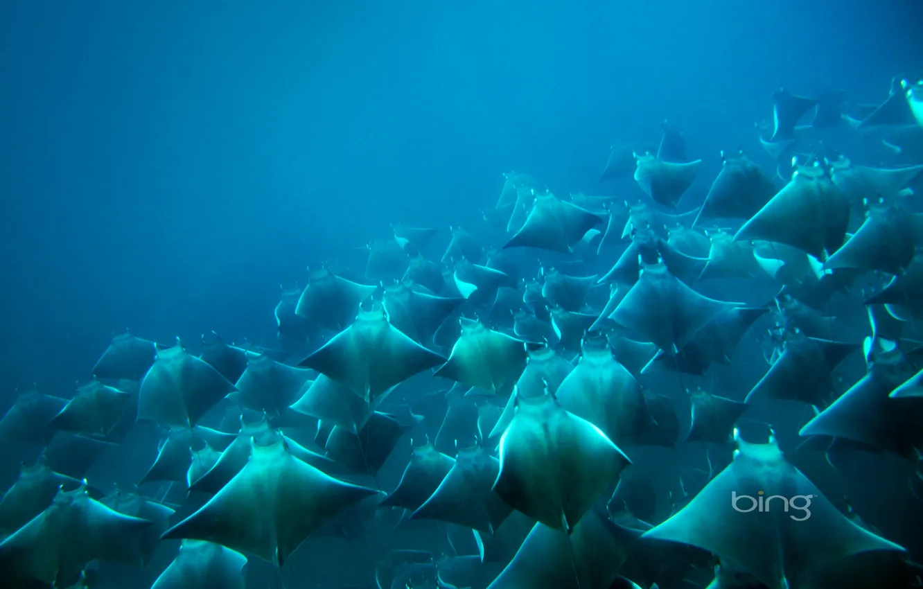 Photo wallpaper sea, SKAT, Panama, manta, giant sea devil, Santa Catalina