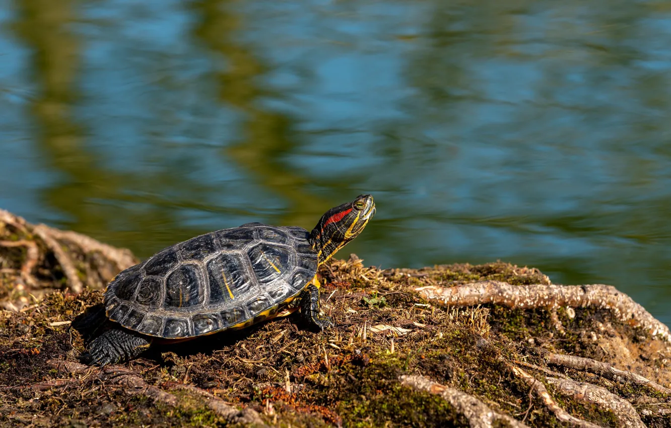 Photo wallpaper water, red - eared turtle, water, shore, pond, roots, water, bug