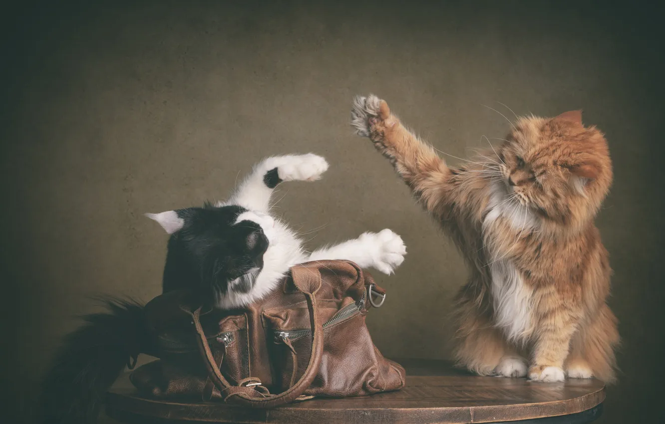 Photo wallpaper cat, cat, pose, table, each, the game, legs, black and white