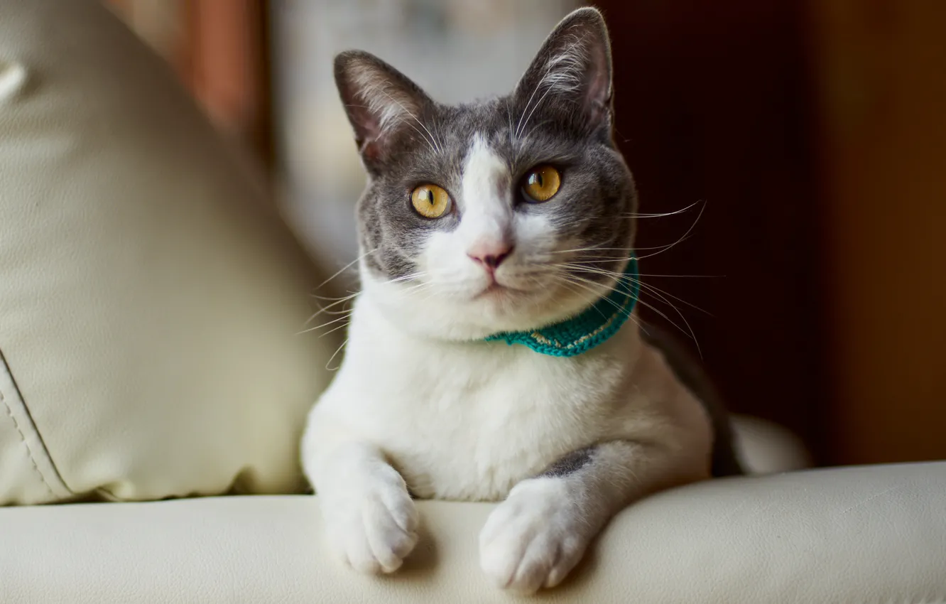 Photo wallpaper cat, cat, look, sofa, portrait, pillow, bed, lies