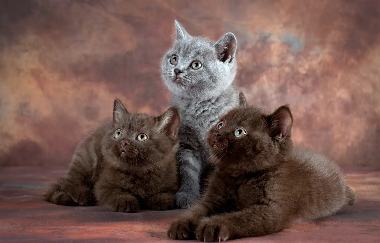 Photo wallpaper cat, look, grey, kitty, trio, photoshoot, British, chocolate