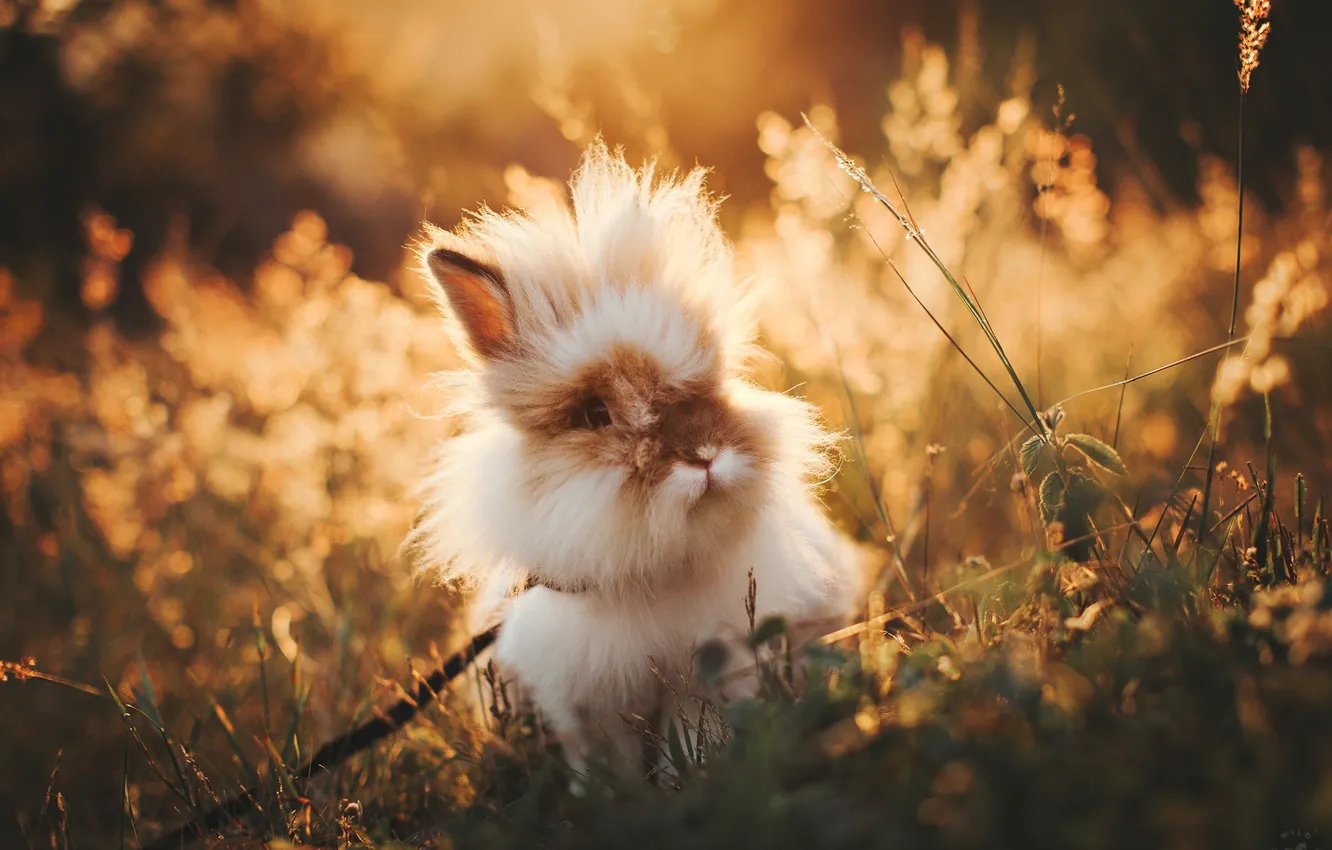 Photo wallpaper nature, rabbit, funny