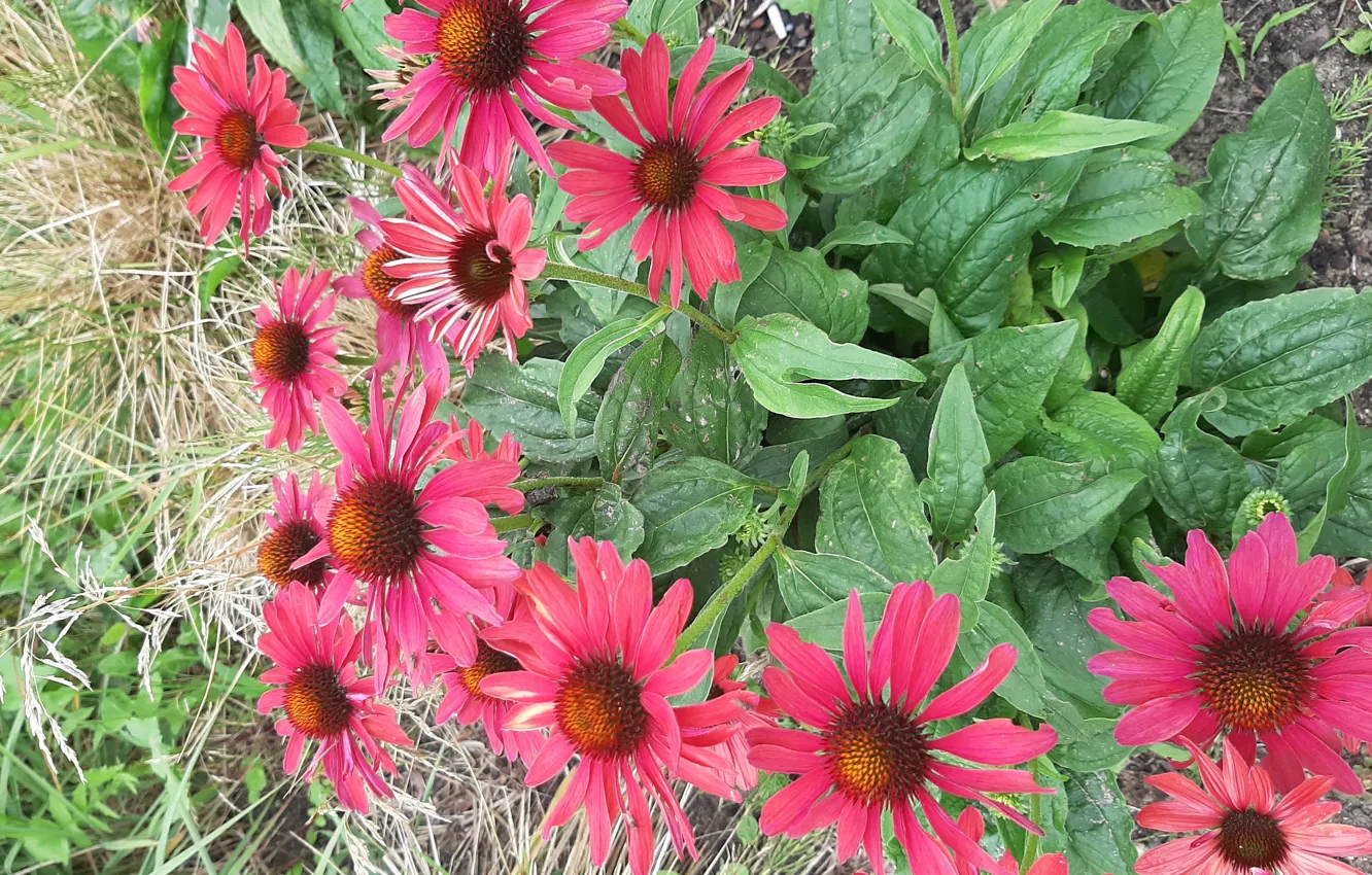 Photo wallpaper Flowers, red, decorative, Astry