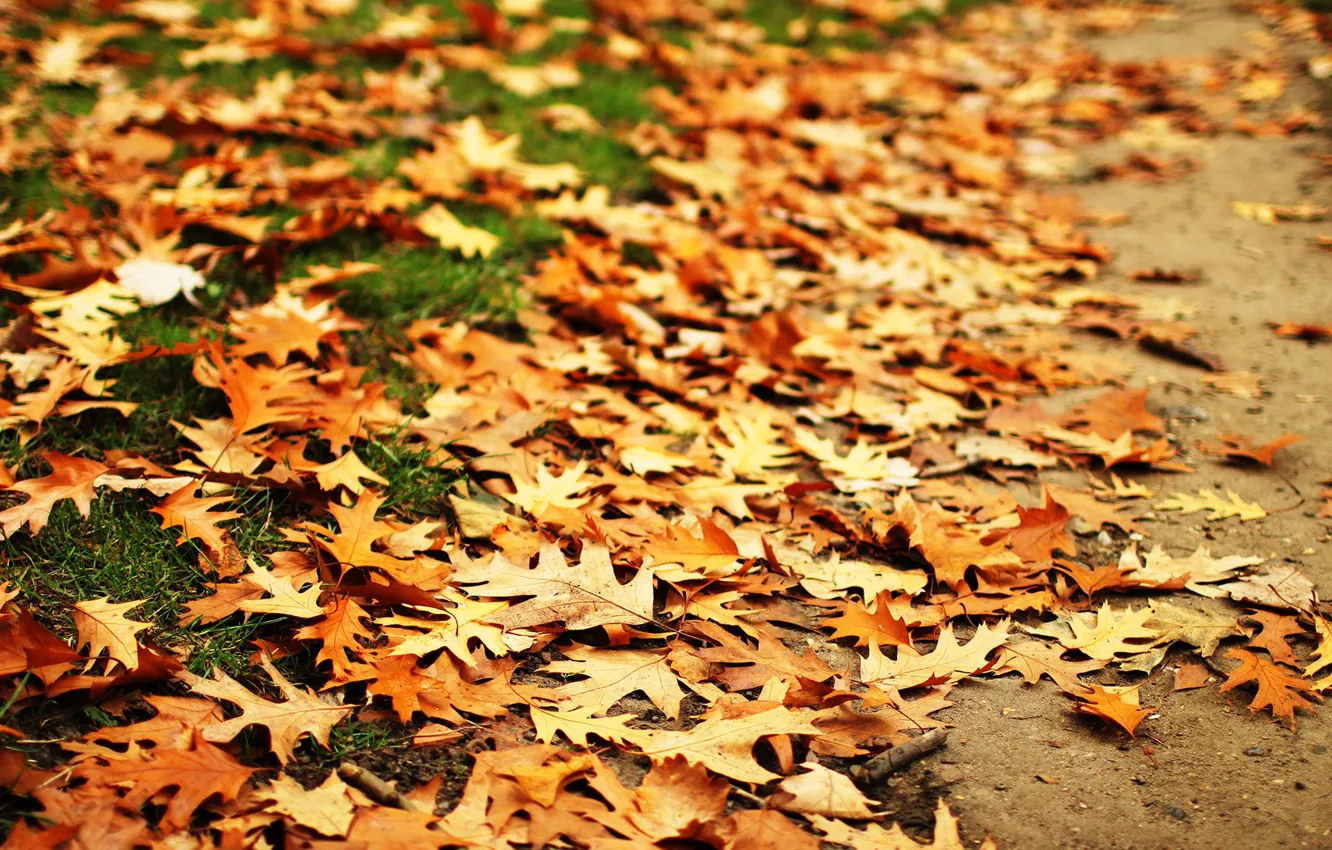 Photo wallpaper autumn, leaves, oak