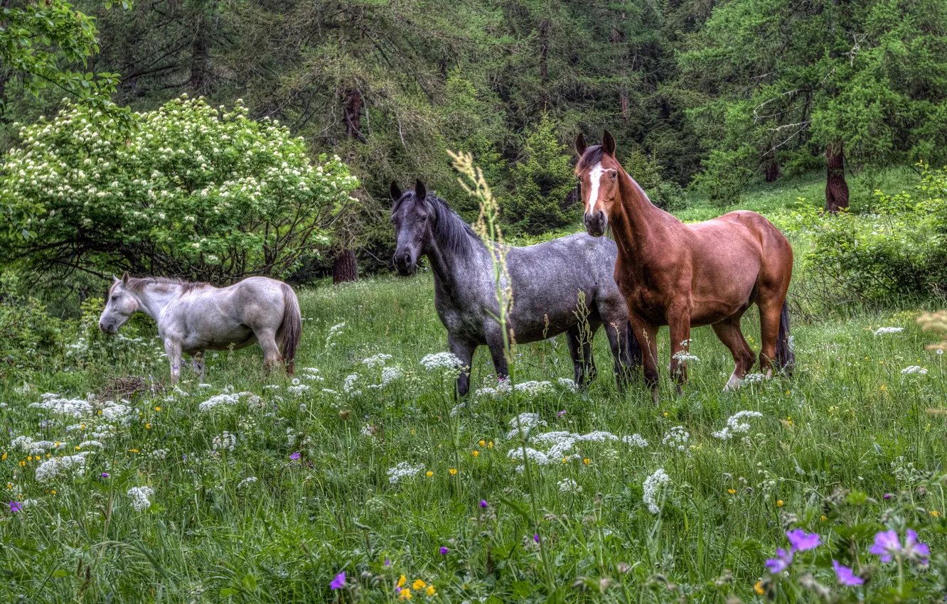 Photo wallpaper forest, grass, flowers, horse, horse, lawn