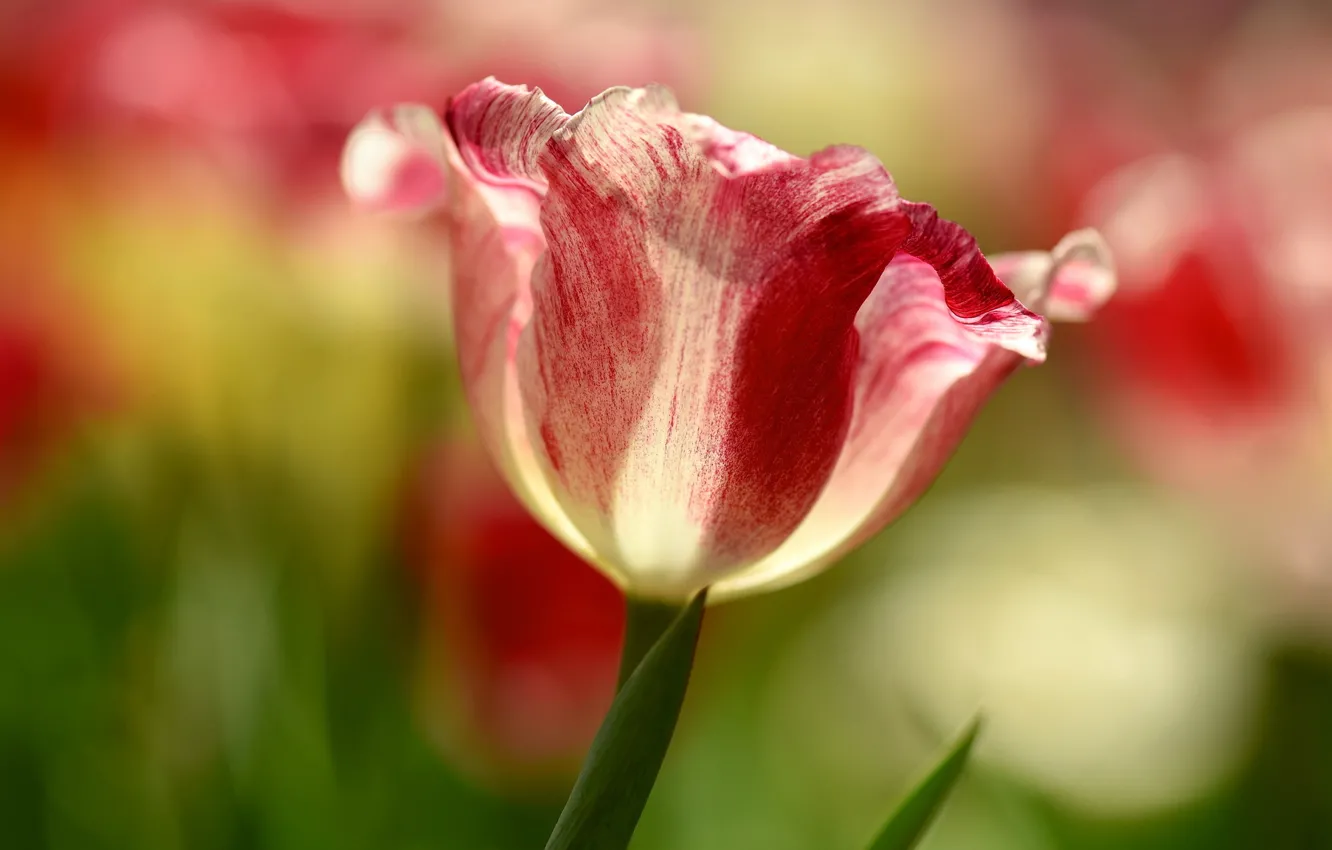 Photo wallpaper flowers, tulips, striped, blurry, Wallpaper from lolita777