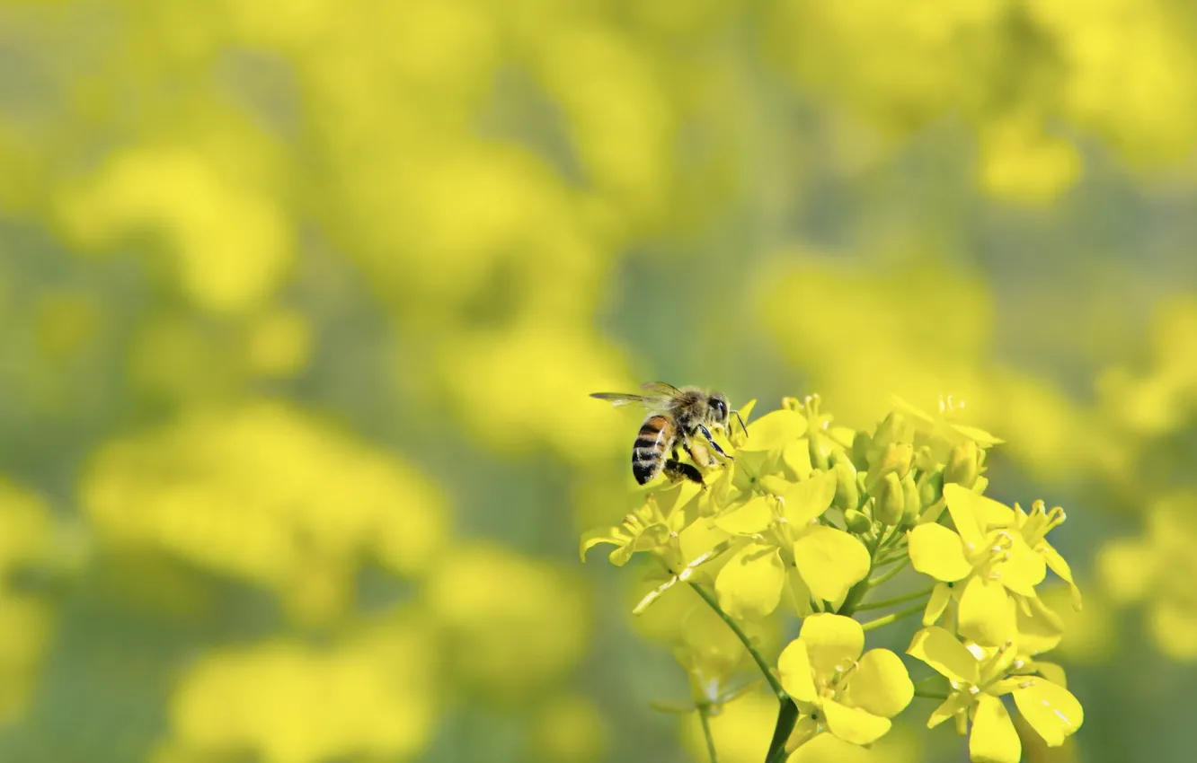 Photo wallpaper nature, bee, rape