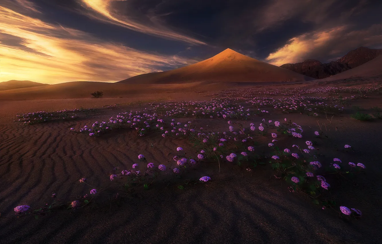 Photo wallpaper clouds, light, flowers, mountains, nature, desert, dunes