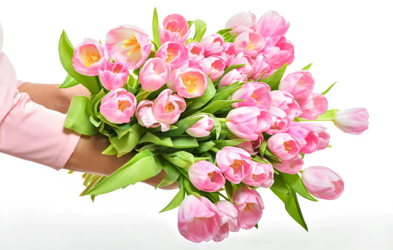 Photo wallpaper leaves, flowers, bouquet, hands, tulips, white background, pink, buds