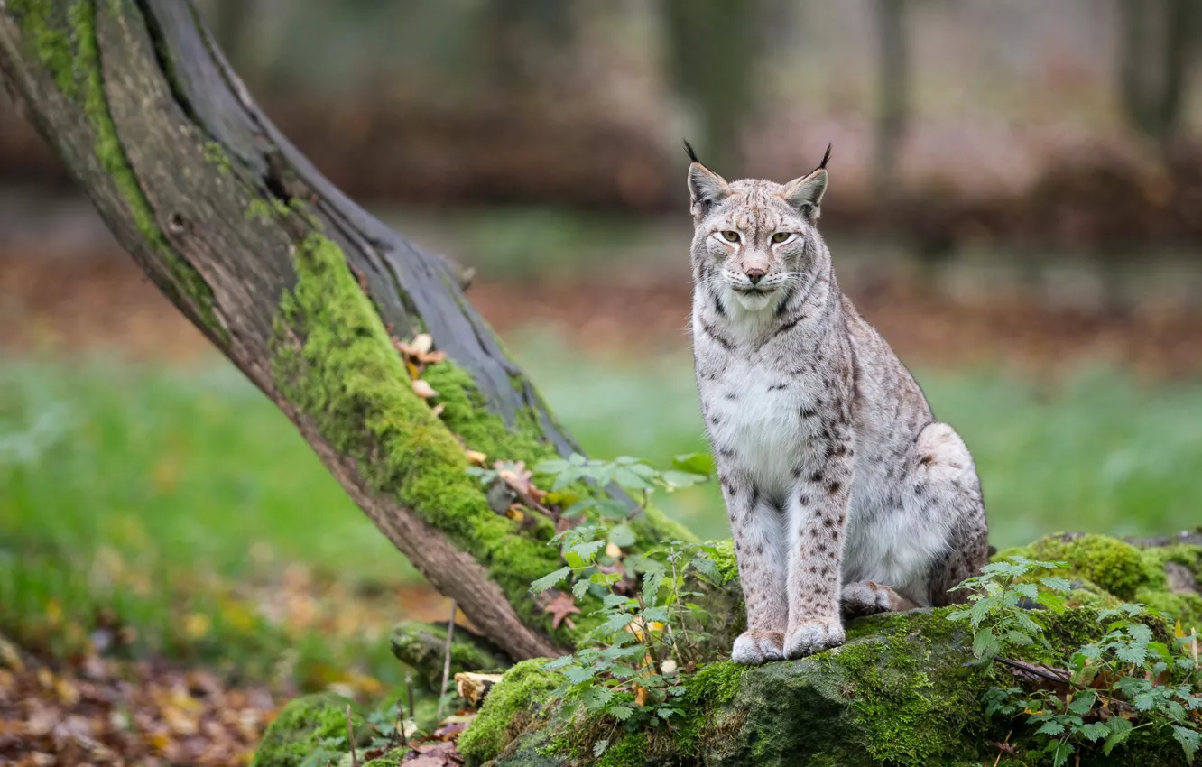 Photo wallpaper trees, lynx, wild cat