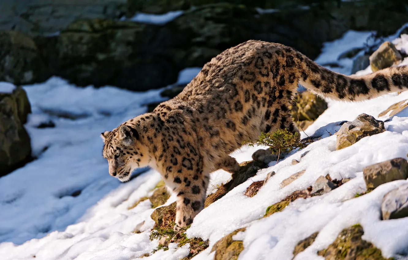 Photo wallpaper snow, stones, slope, Snow leopard, IRBIS, looks, is