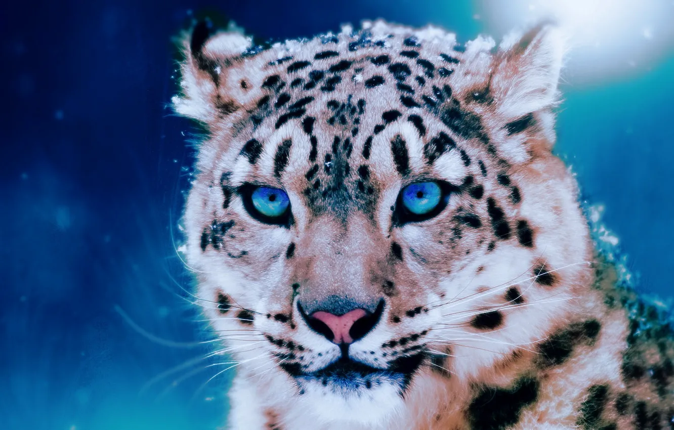 Photo wallpaper winter, snow, Natur, a big cat