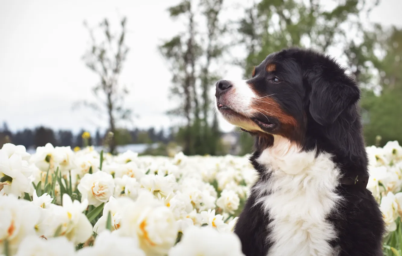 Photo wallpaper field, look, trees, flowers, pose, portrait, dog, spring