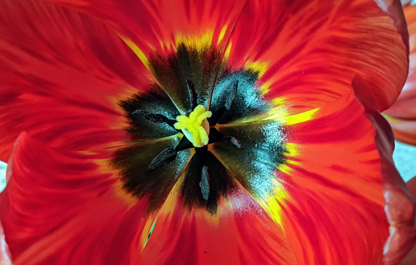 Photo wallpaper macro, flowers, Tulip red