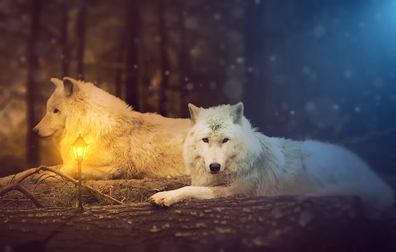 Photo wallpaper mammal, White Wolf, vertebrate, No people, animal themes, one animal