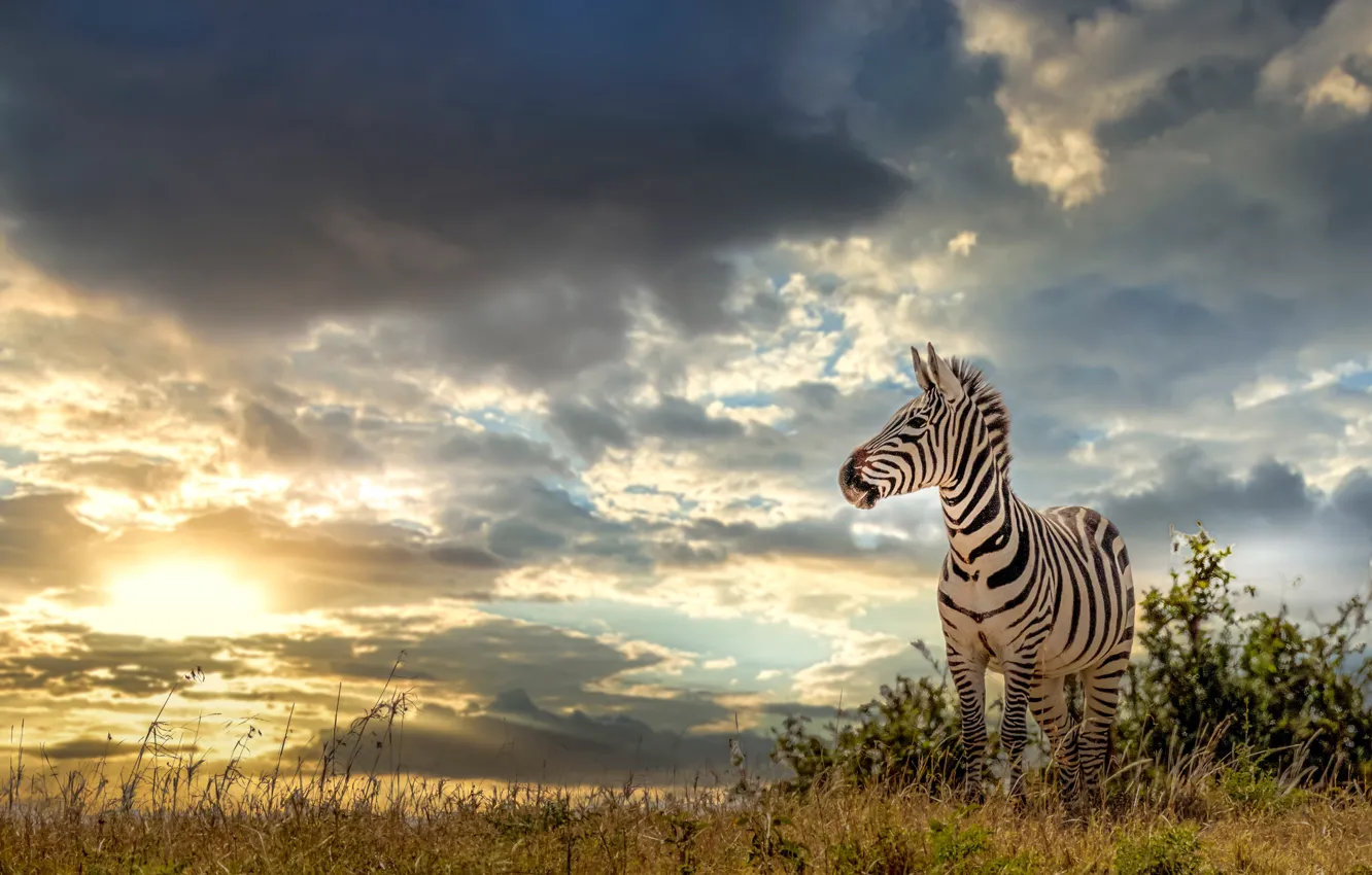 Photo wallpaper field, the sky, clouds, clouds, nature, Zebra, the bushes, against the sky