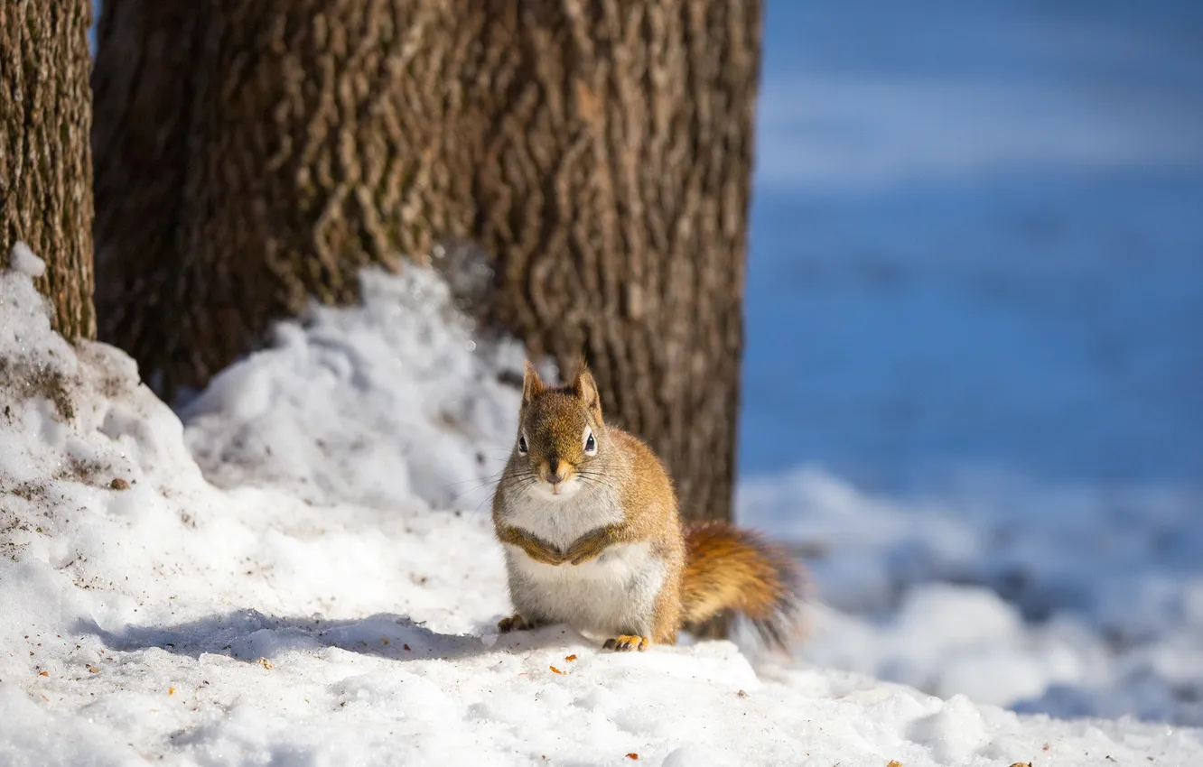 Photo wallpaper winter, light, snow, trees, nature, grey, shadow, protein