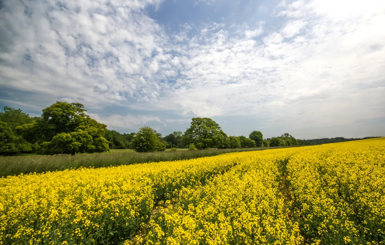 Photo wallpaper field, the sky, clouds, trees, rape