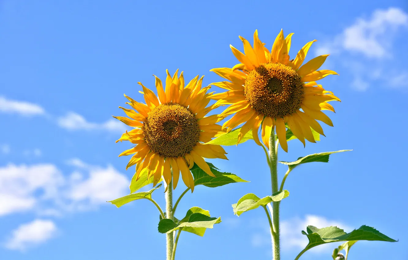 Photo wallpaper the sky, leaves, clouds, sunflowers, flowers, petals, stem