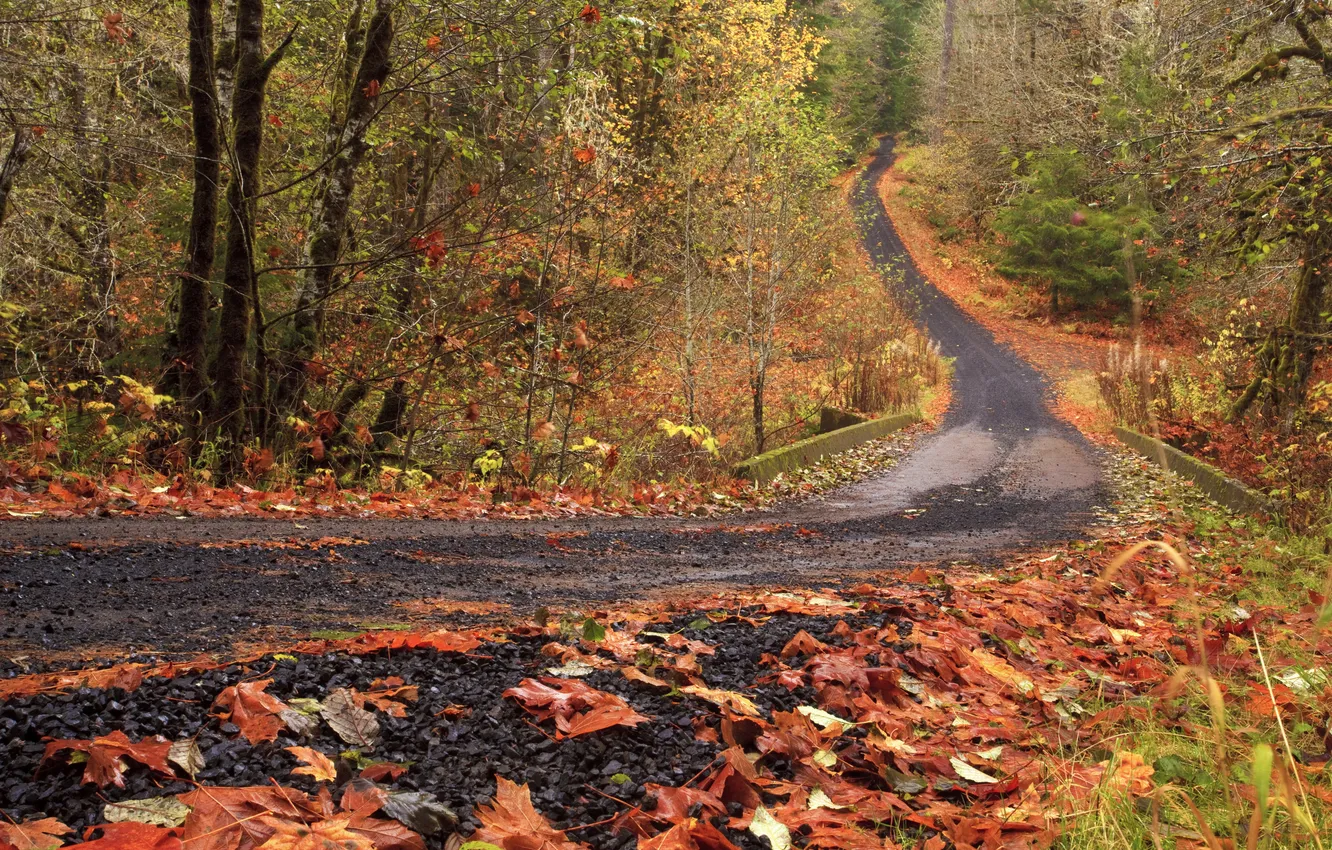 Photo wallpaper road, autumn, forest, leaves, trees, the bushes