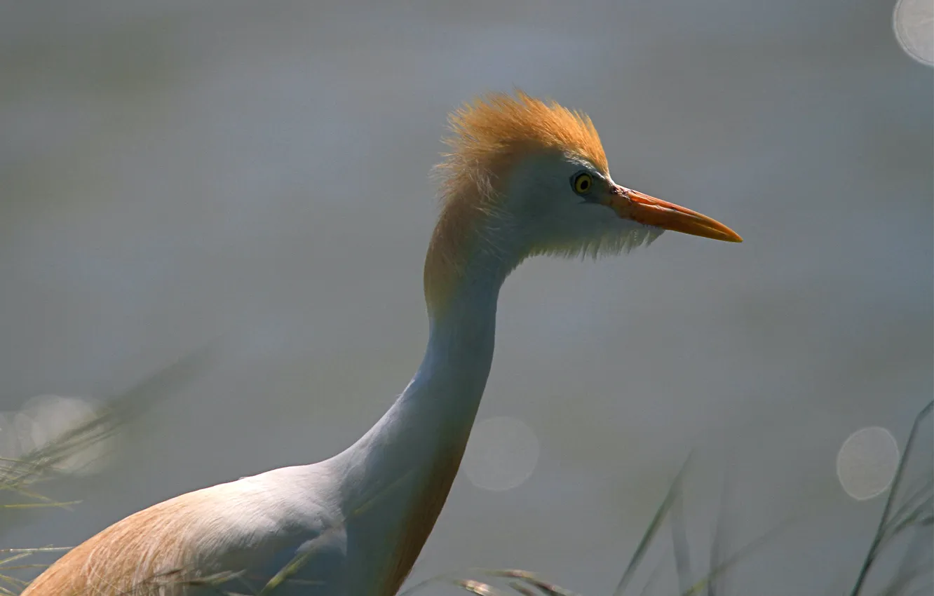 Photo wallpaper macro, bird, feathers, beak