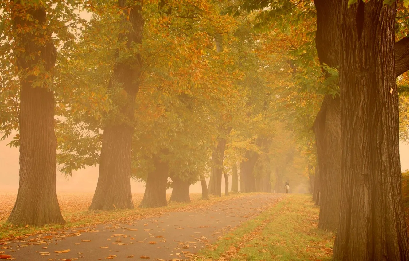 Photo wallpaper autumn, trees, fog, Park, mood, haze, walk, autumn Wallpaper
