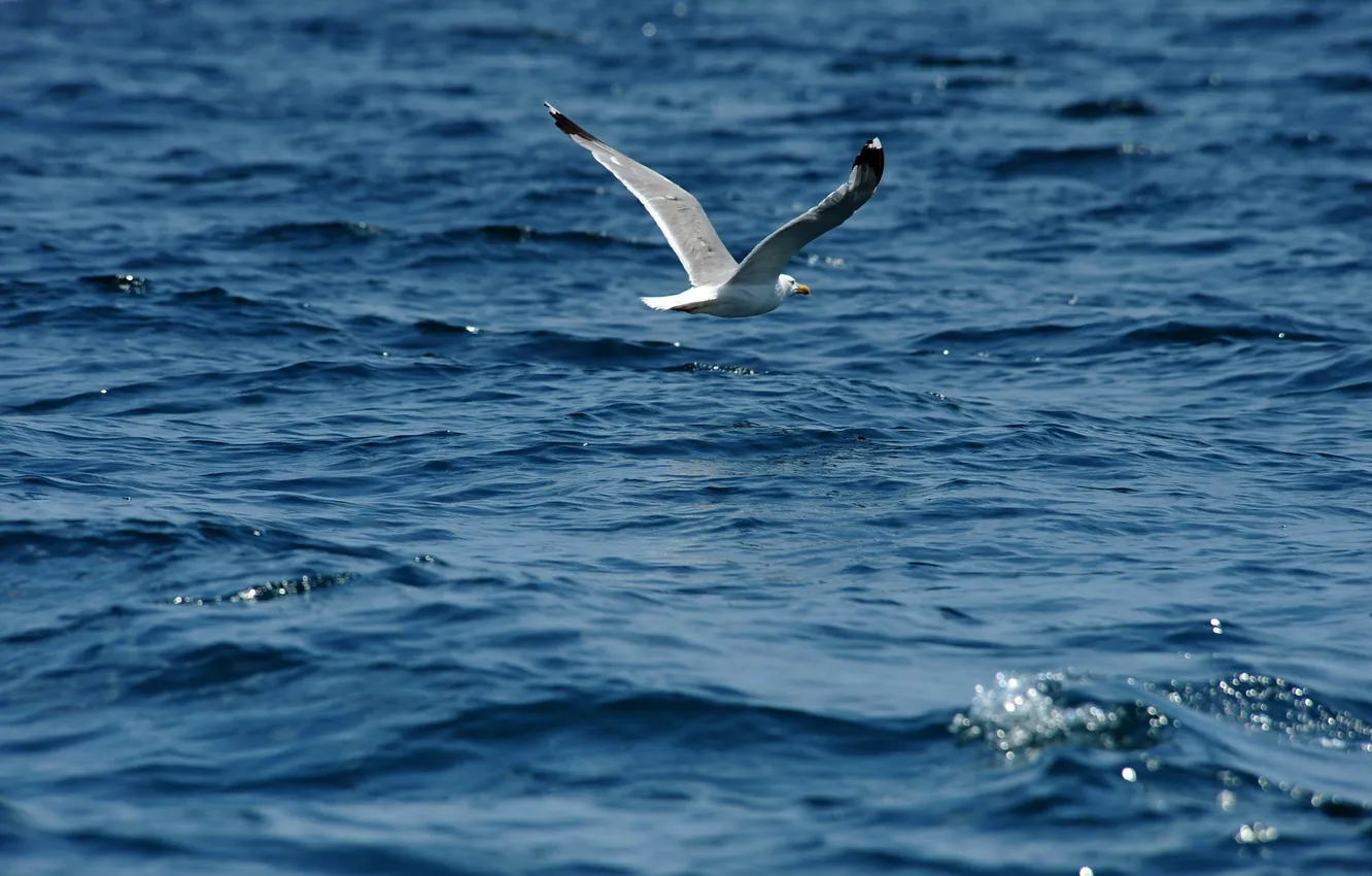 Photo wallpaper sea, summer, water, Seagull, flight