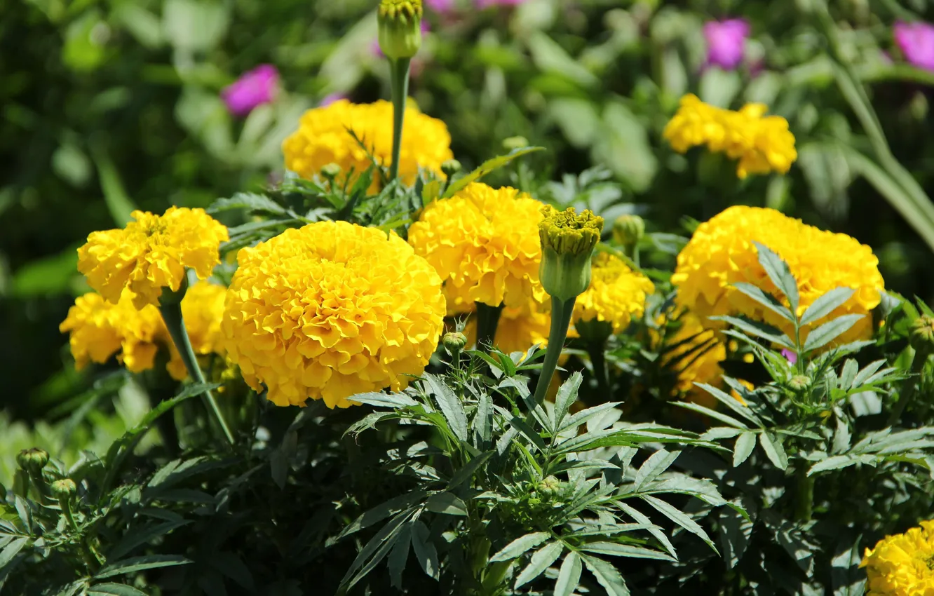 Photo wallpaper summer, flowers, garden, marigolds