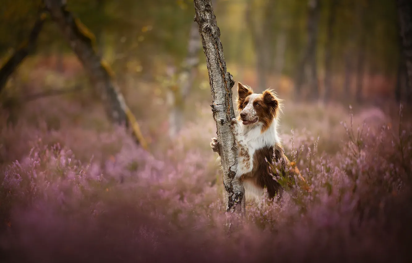 Photo wallpaper tree, glade, dog, Heather, The border collie