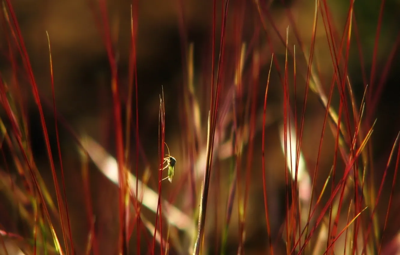 Photo wallpaper grass, leaves, myopia, bug, red garbage
