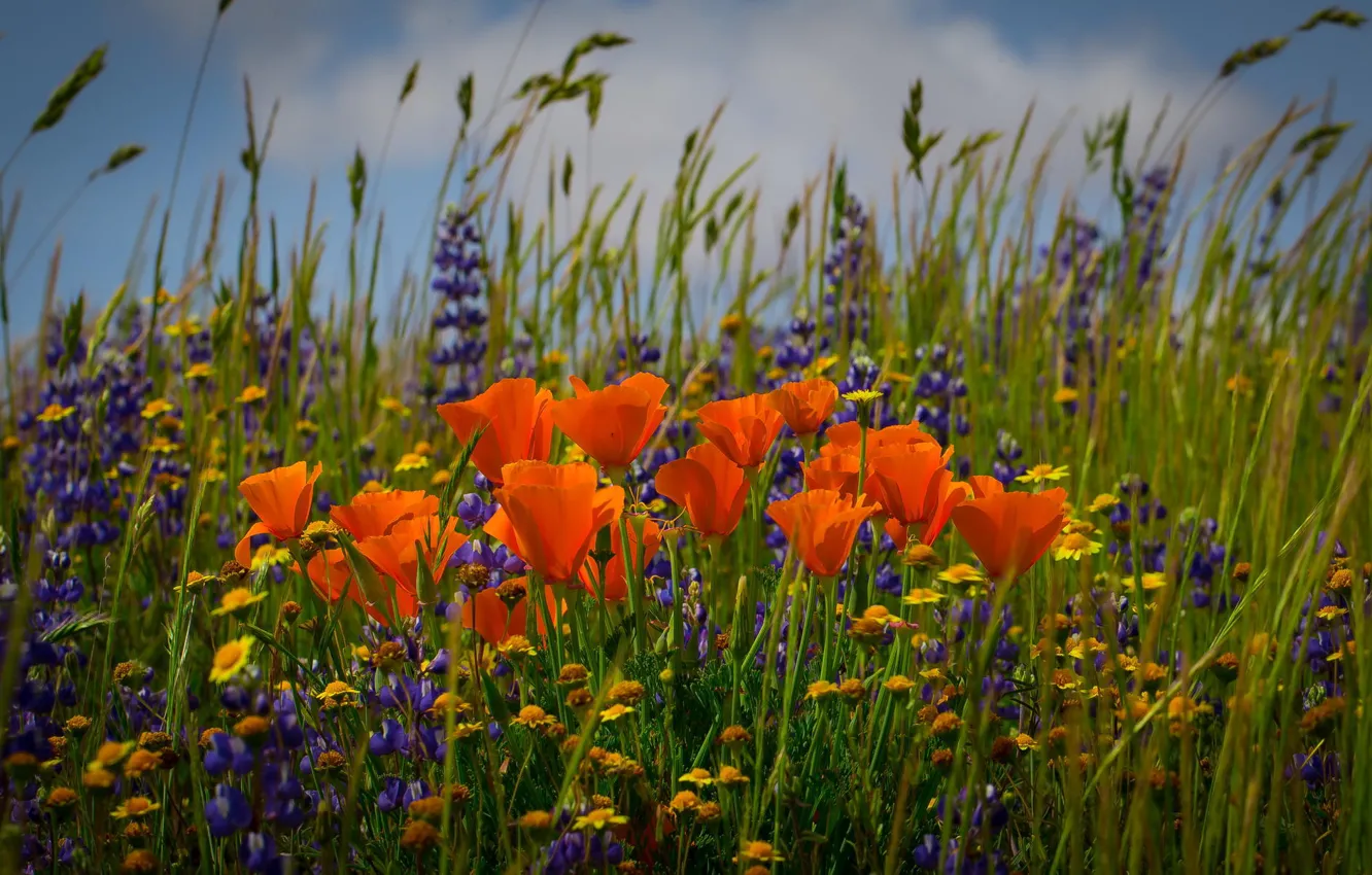 Photo wallpaper field, flowers, chamomile, spikelets, escholzia California