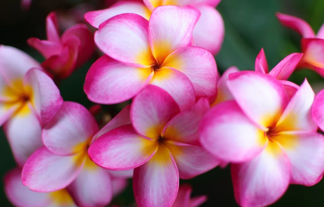 Photo wallpaper white, flowers, beauty, pink, exotic, plumeria, frangipani