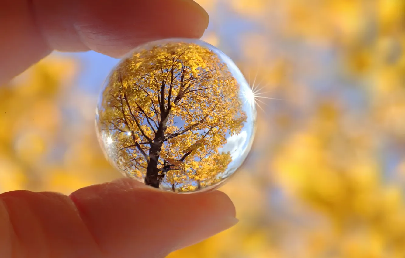 Photo wallpaper autumn, trees, nature