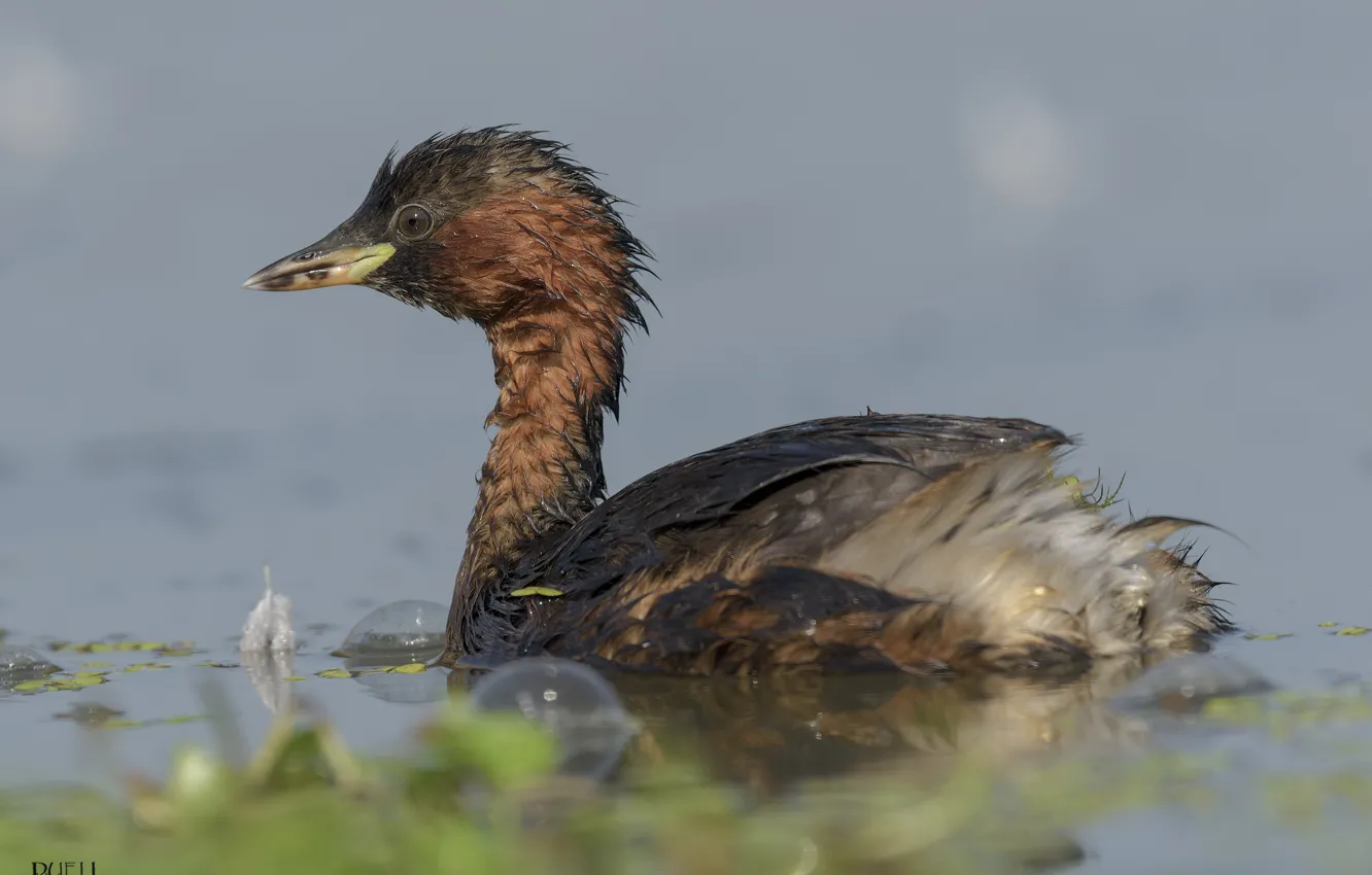 Photo wallpaper nature, lake, bird, floats, DUELL ©