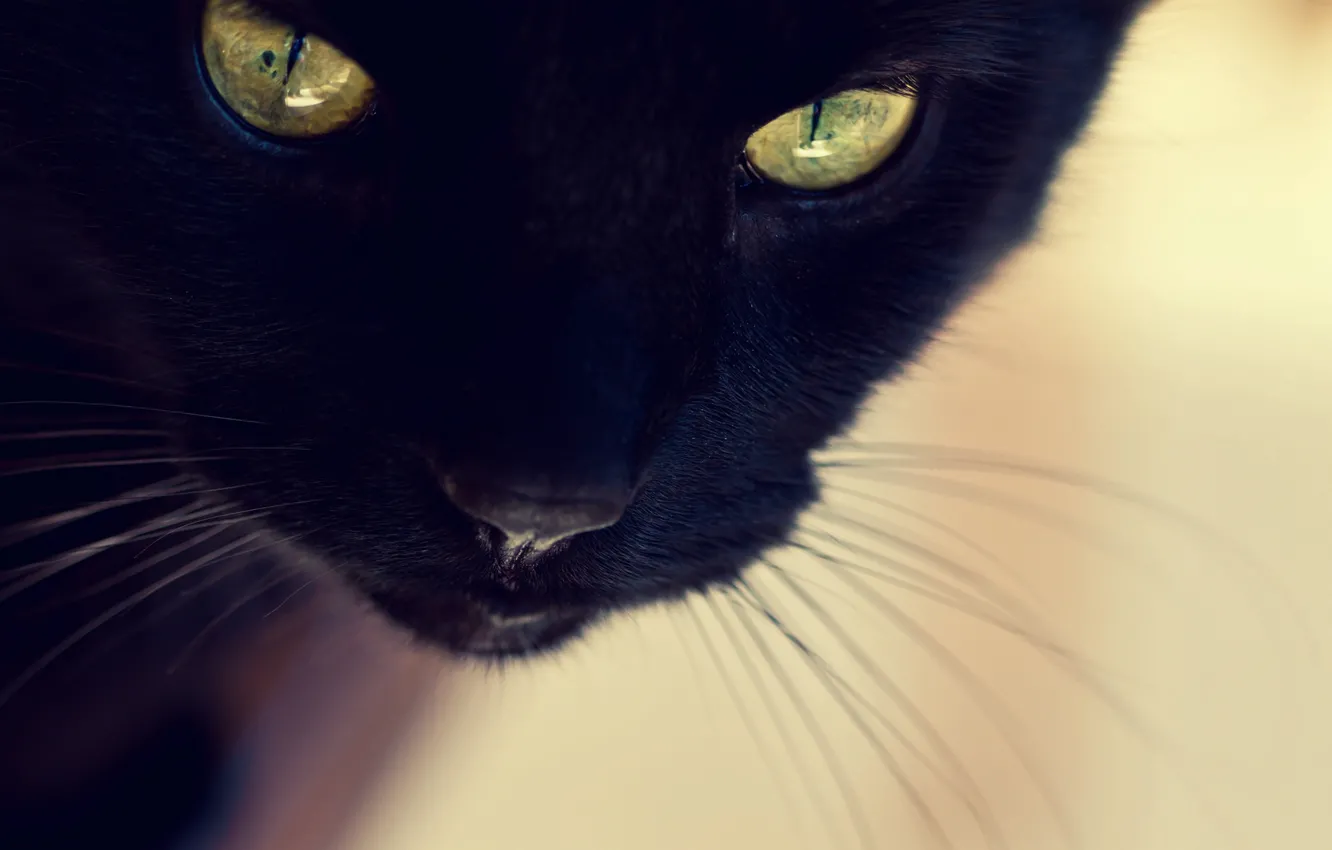 Photo wallpaper cat, cat, face, black