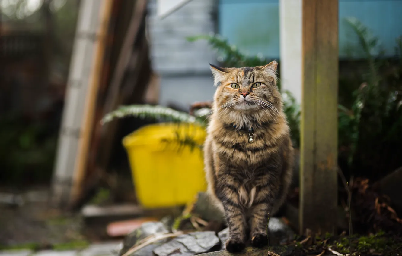 Photo wallpaper cat, cat, look, grey, posts, yard, container, sitting