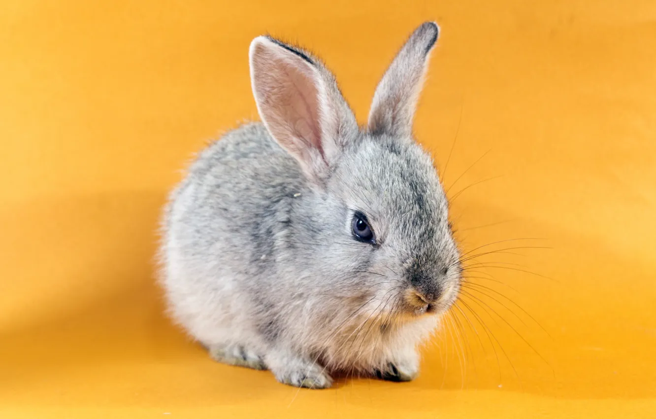 Photo wallpaper background, rabbit, Bunny