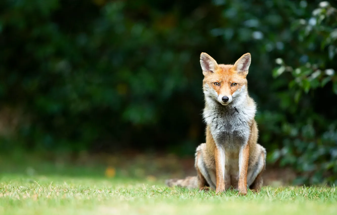 Photo wallpaper grass, look, face, nature, pose, background, glade, foliage