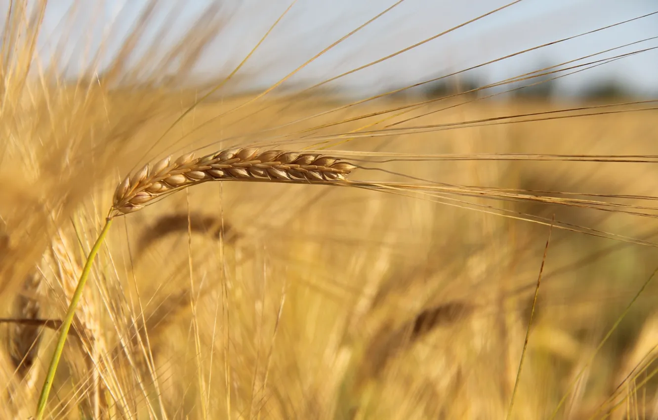 Photo wallpaper wheat, nature, ear