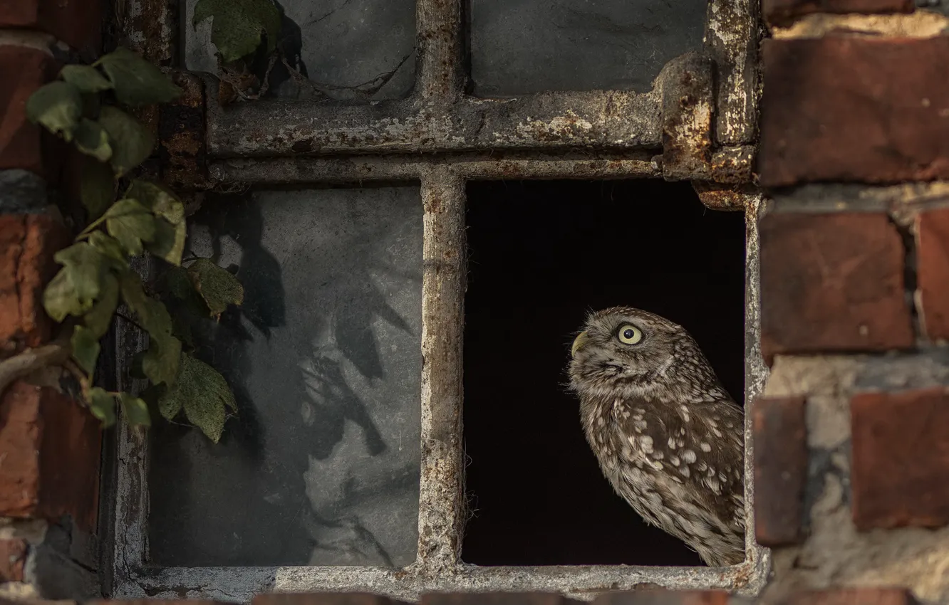 Photo wallpaper owl, bird, window
