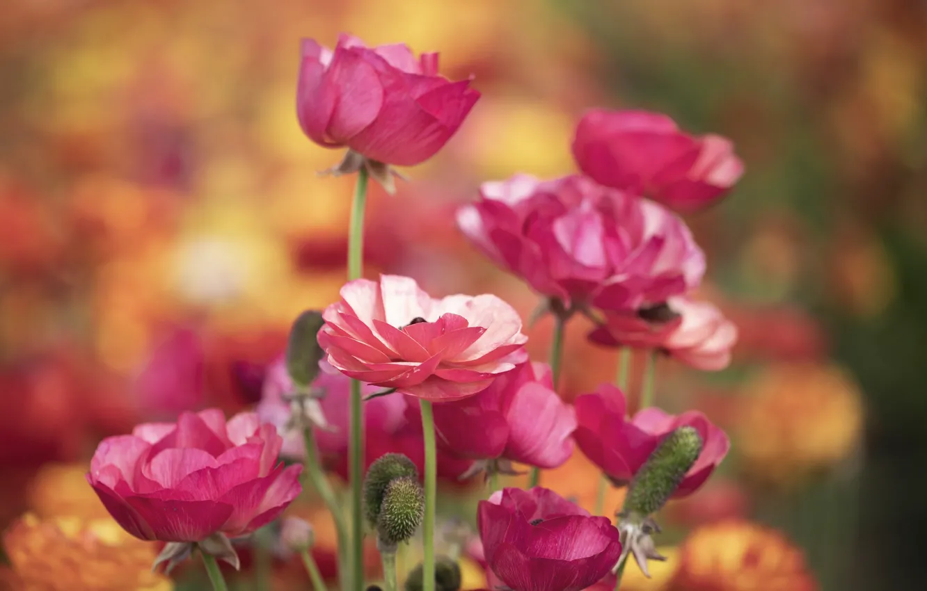 Photo wallpaper pink, buttercups, Ranunculus