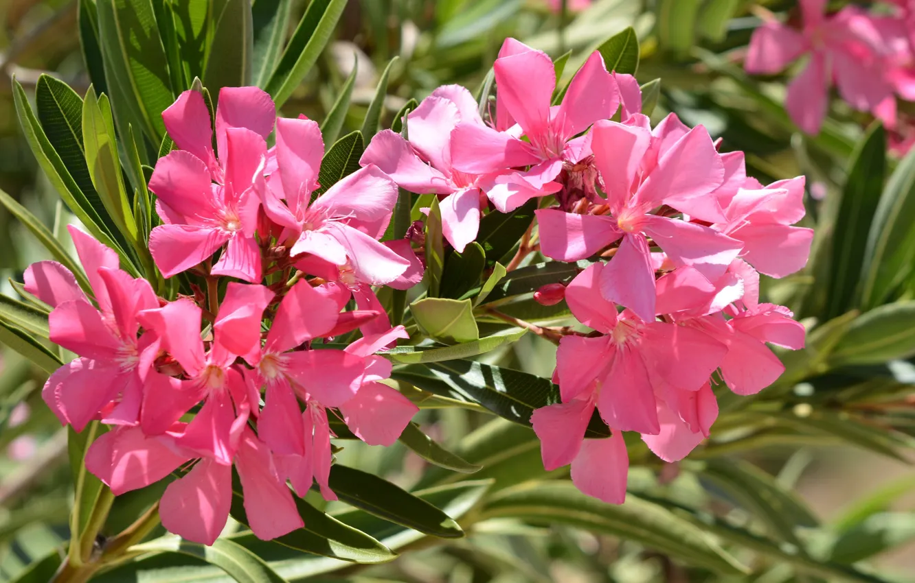 Photo wallpaper branches, pink, oleander