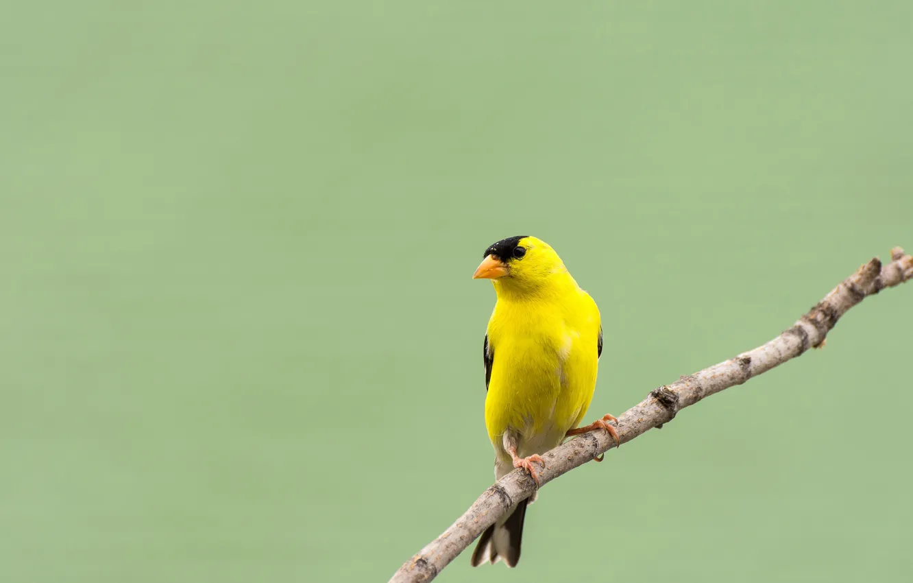Photo wallpaper bird, branch, goldfinch