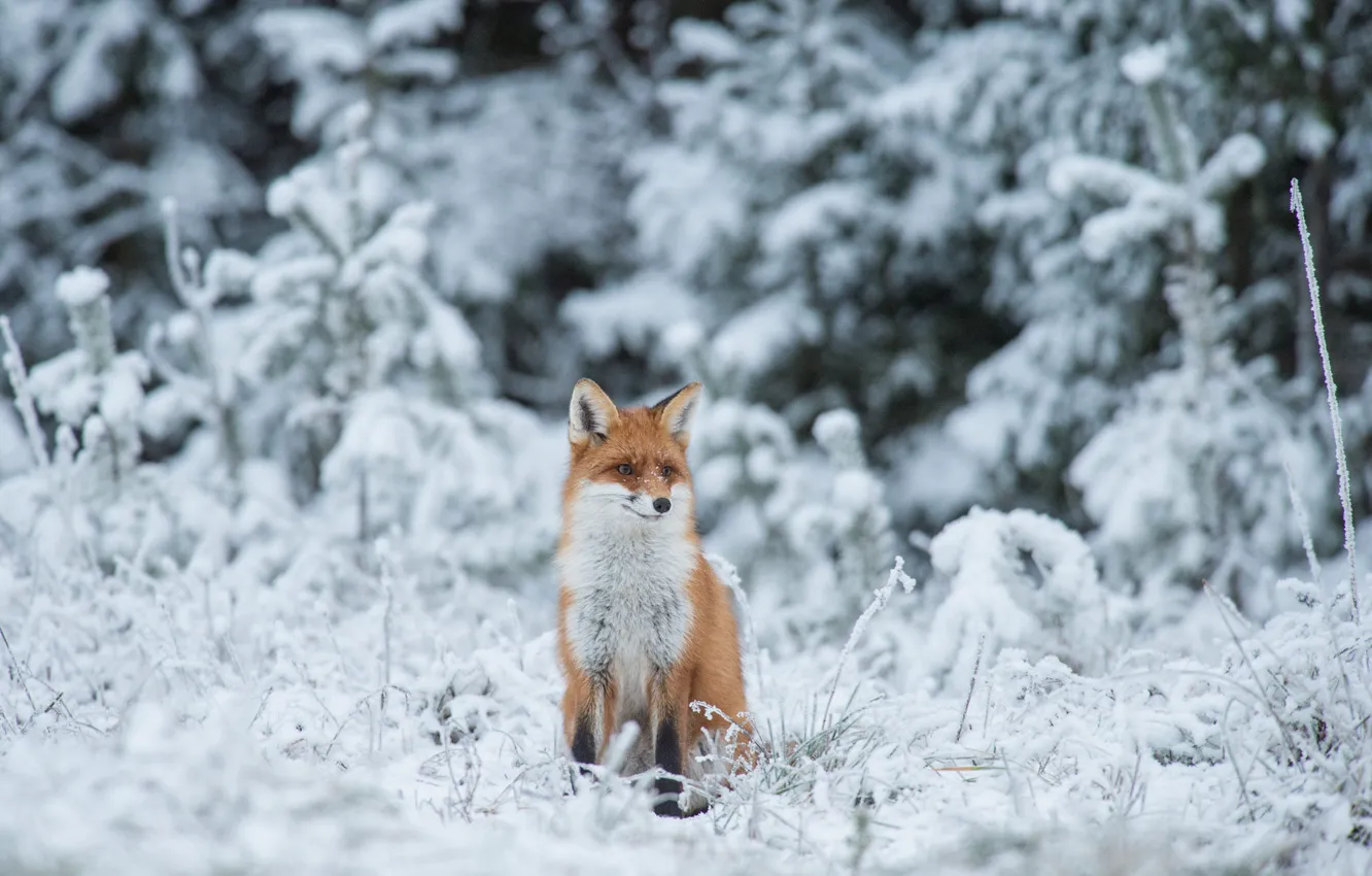 Photo wallpaper winter, frost, forest, look, face, snow, branches, nature
