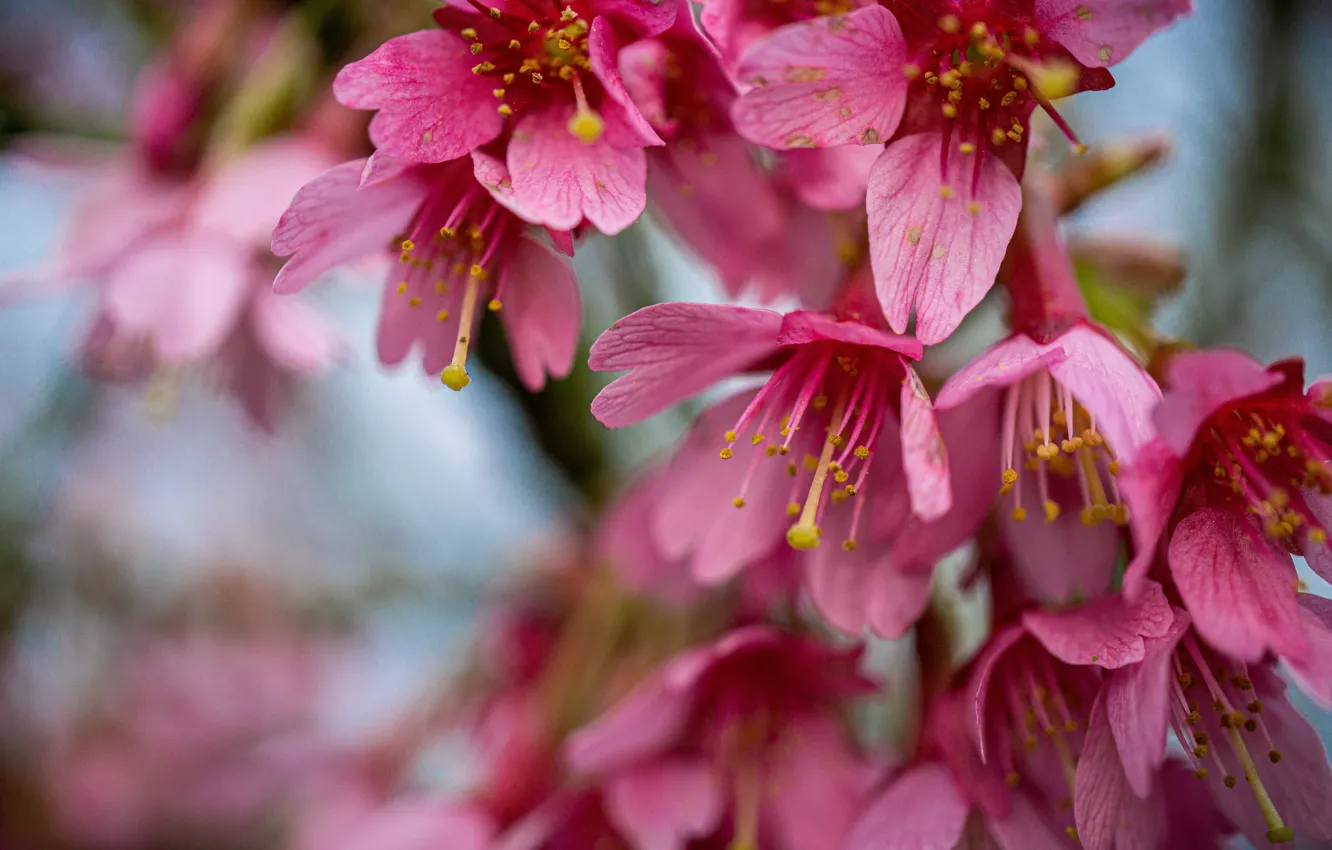 Photo wallpaper macro, flowers, branches, blur, spring, pink, flowering, bokeh