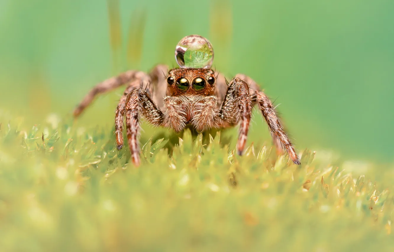 Photo wallpaper macro, Rosa, spider, insect